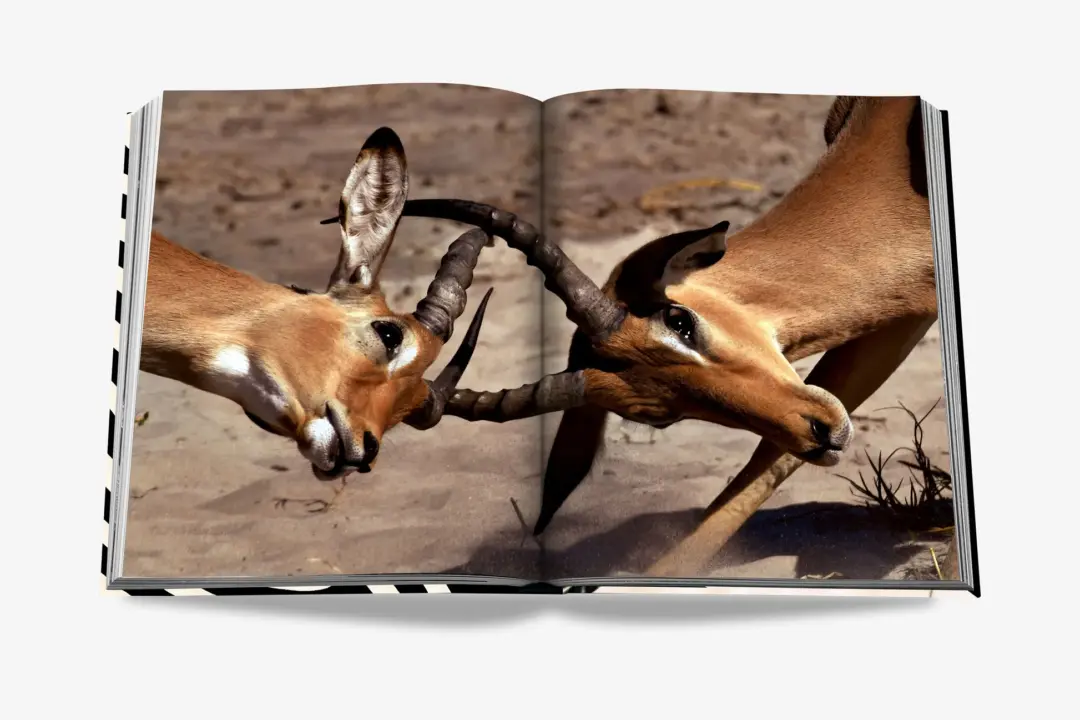 African Adventures &#8211; Assouline